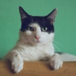 10 signs your cat is happier than ever