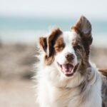 Puppy training: the first 30 days