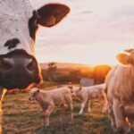 Dairy nutrition: the right balance