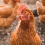 Building a backyard chicken coop